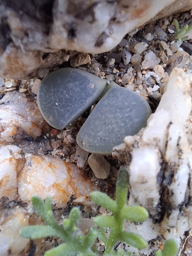 Lithops divergens L. Bolus 4