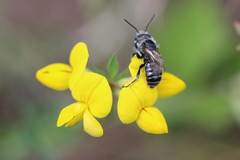 Osmia aurulenta