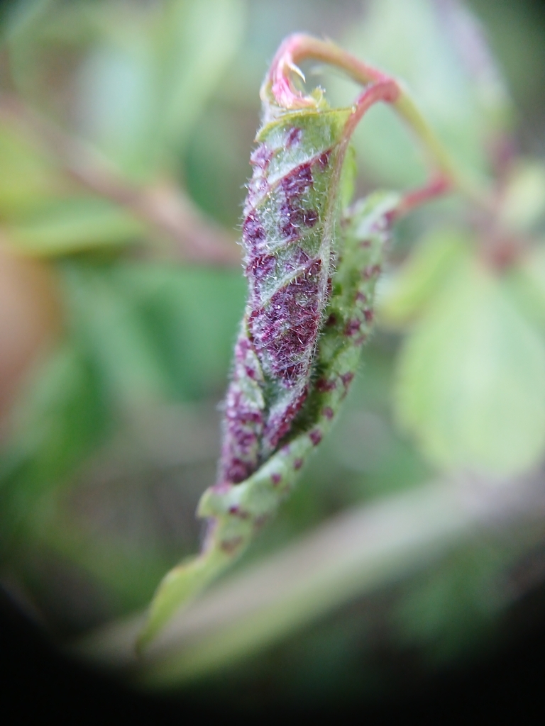 Dasineura tortrix