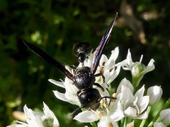 Zethus spinipes spinipes