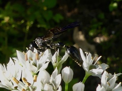 Zethus spinipes spinipes