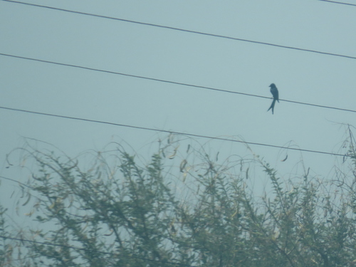 Black Drongo