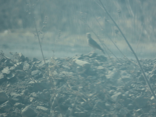 Rufous-tailed Lark