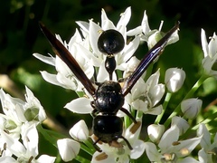 Zethus spinipes spinipes