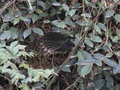 Rhipidura albicollis