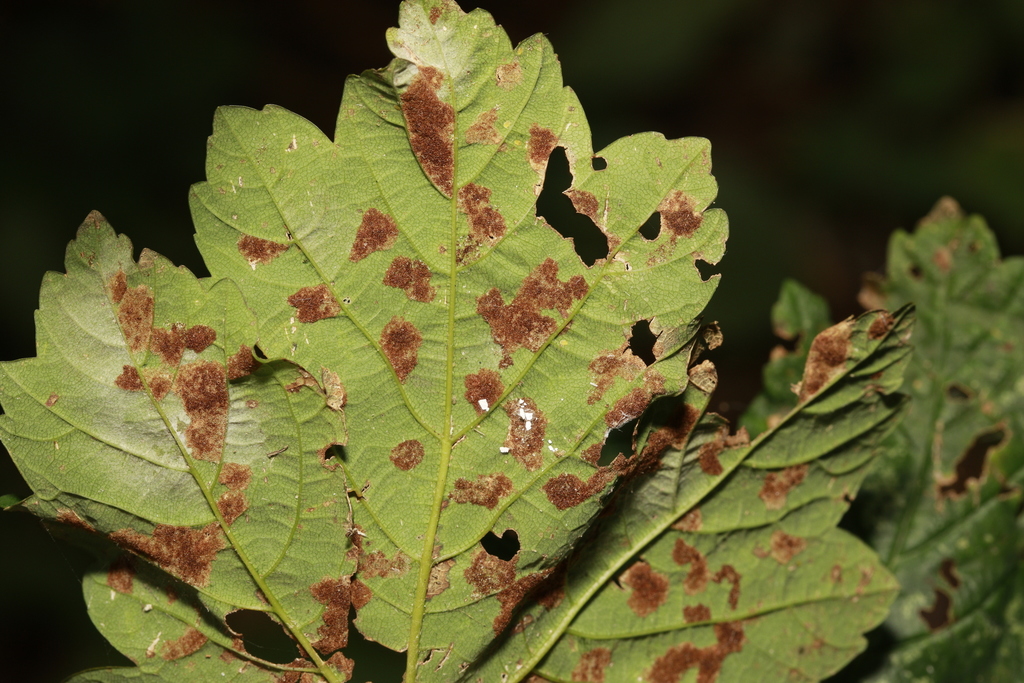 Sycamore Felt Gall Mite