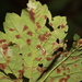 Aceria pseudoplatani - Photo ללא זכויות יוצרים, הועלה על ידי Stephen James McWilliam