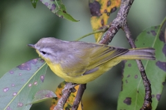 Phylloscopus xanthoschistos