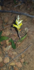 Lachenalia lutea