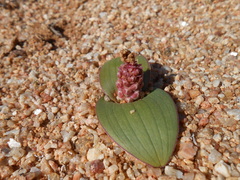Lachenalia carnosa