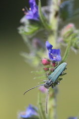 Phytoecia caerulescens