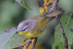 Phylloscopus xanthoschistos