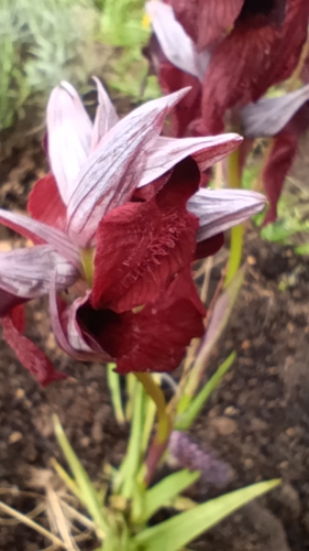 Image of Serapias cordigera by no rights reserved