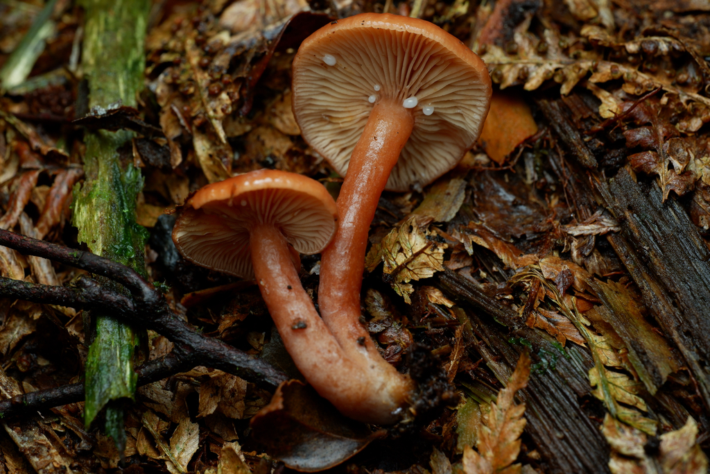 Lactarius eucalypti · May 2025 · photo: © celadonfern (iNaturalist, cc-by)