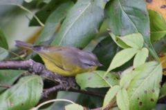 Phylloscopus xanthoschistos