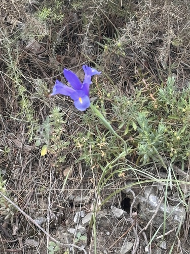 Avistamiento Iris azul de las marismas (Iris xiphium)