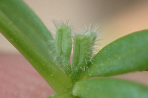 Image of Galium murale by (c) Jorge Íñiguez, some rights reserved (CC BY)