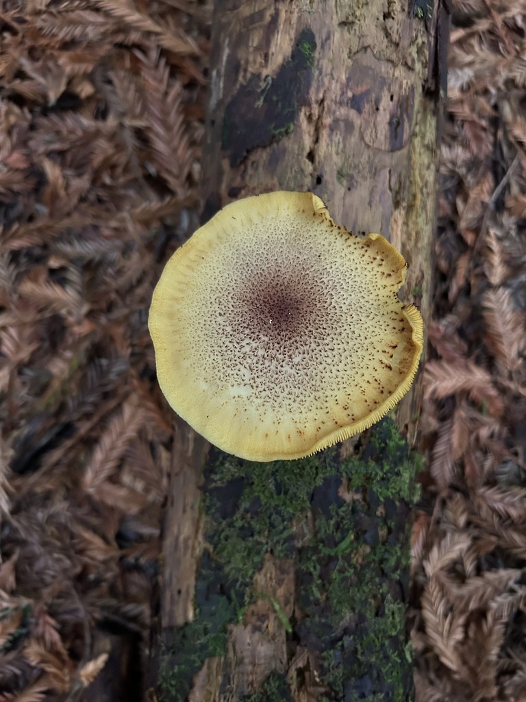 Tricholomopsis ornaticeps · May 2025 · photo: © abnatural (iNaturalist, cc-by-nc)