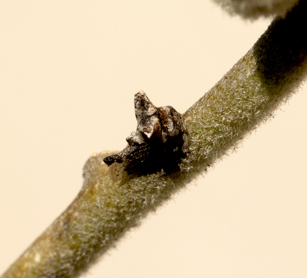 Pinned Treehopper Typical Treehoppers from Silver Lakes Golf Estate, 0054, Suid-Afrika on ...
