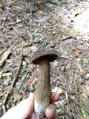 Porphyrellus