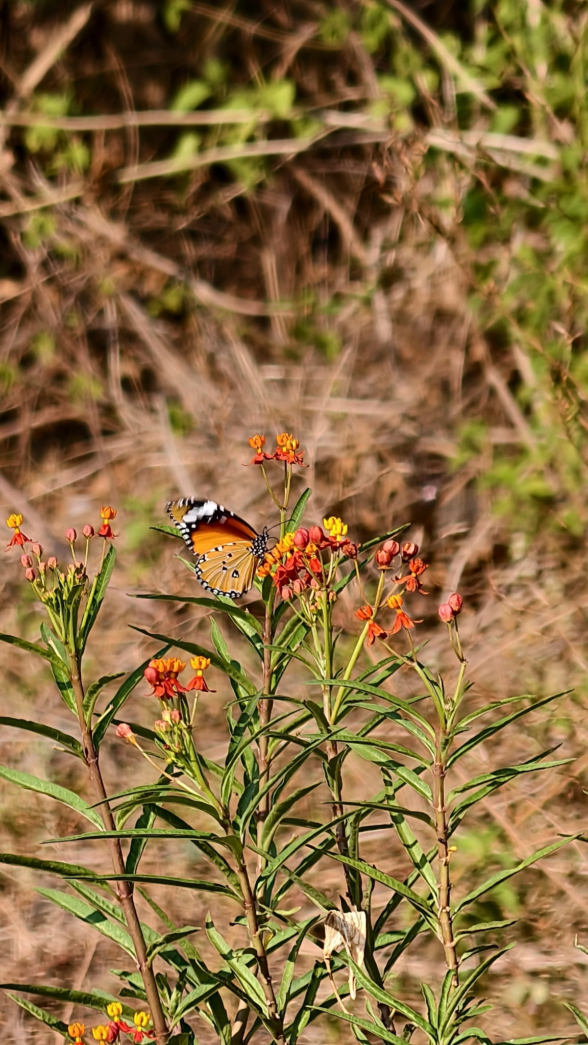 Plain Tiger