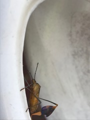 Anisoscelis marginellus