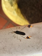 Anisoscelis marginellus