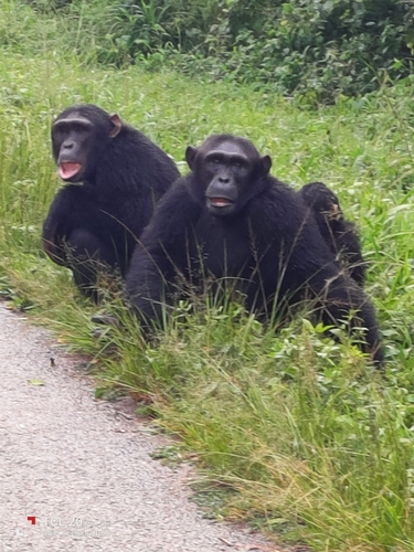 Eastern Chimpanzee