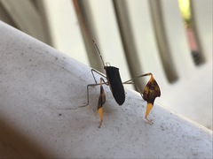 Anisoscelis marginellus