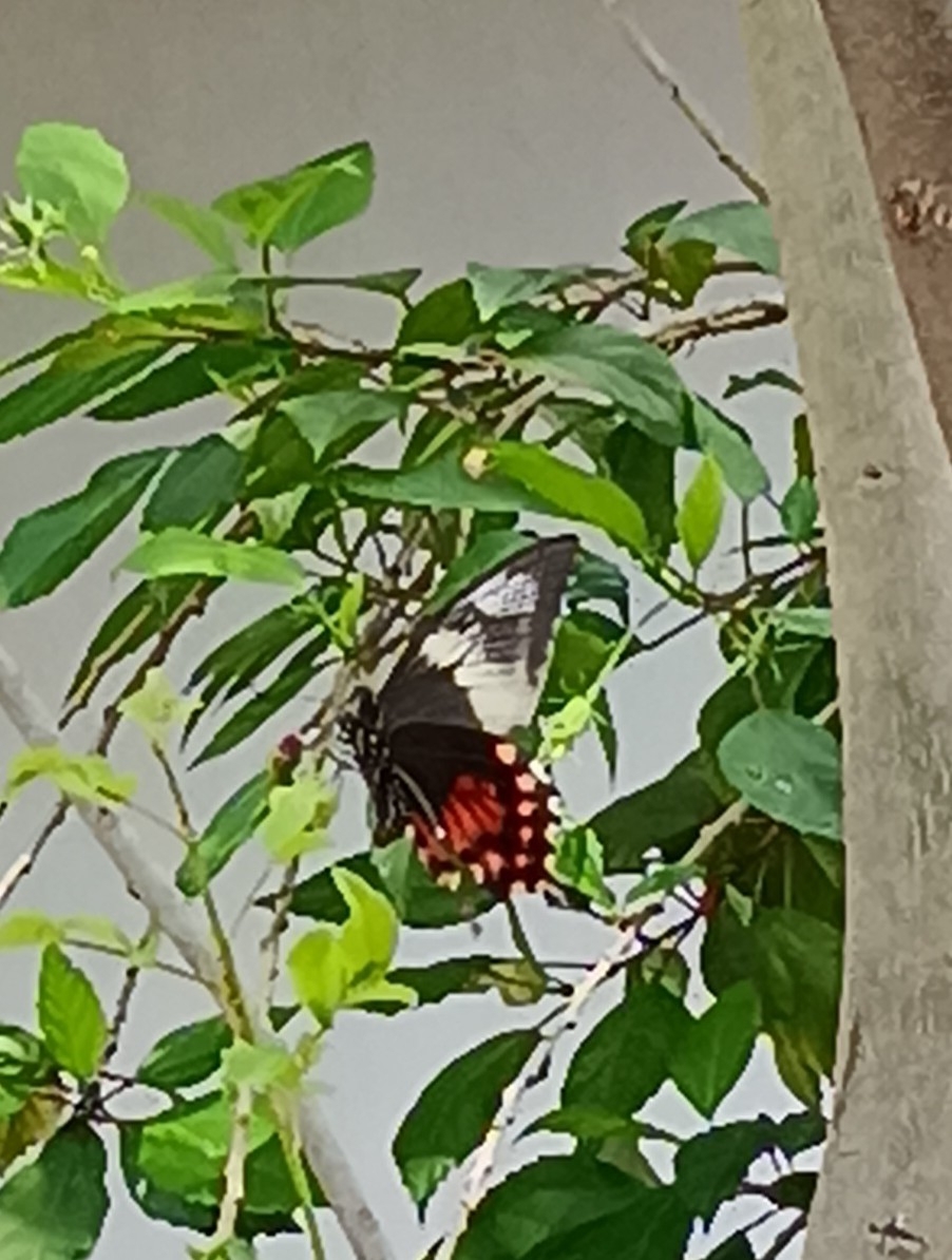 Common Mormon
