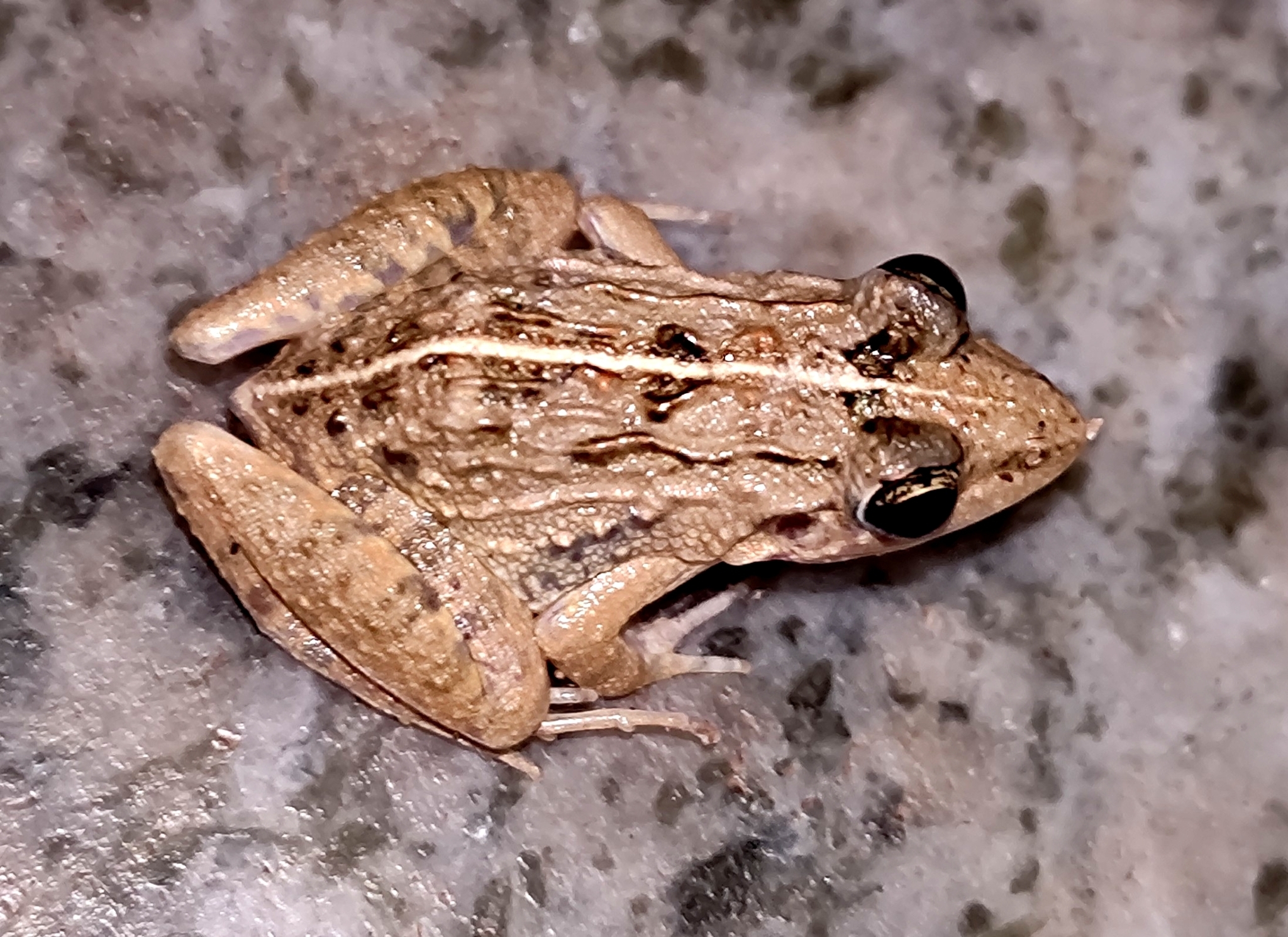 Granular Cricket Frog