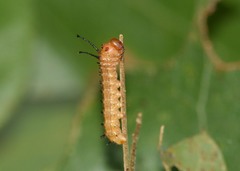 Anisota stigma