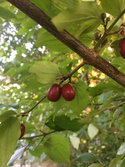 Cornus mas