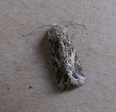 Spodoptera ornithogalli