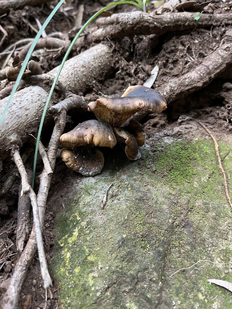 Omphalotus nidiformis · May 2025 · photo: © oqt (iNaturalist, cc-by)