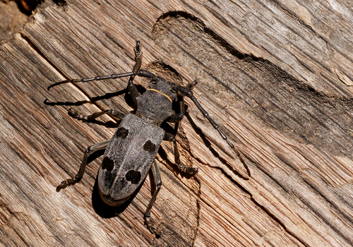 Morimus asper funereus