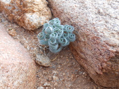 Gethyllis lanuginosa