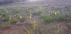Lachenalia lutea