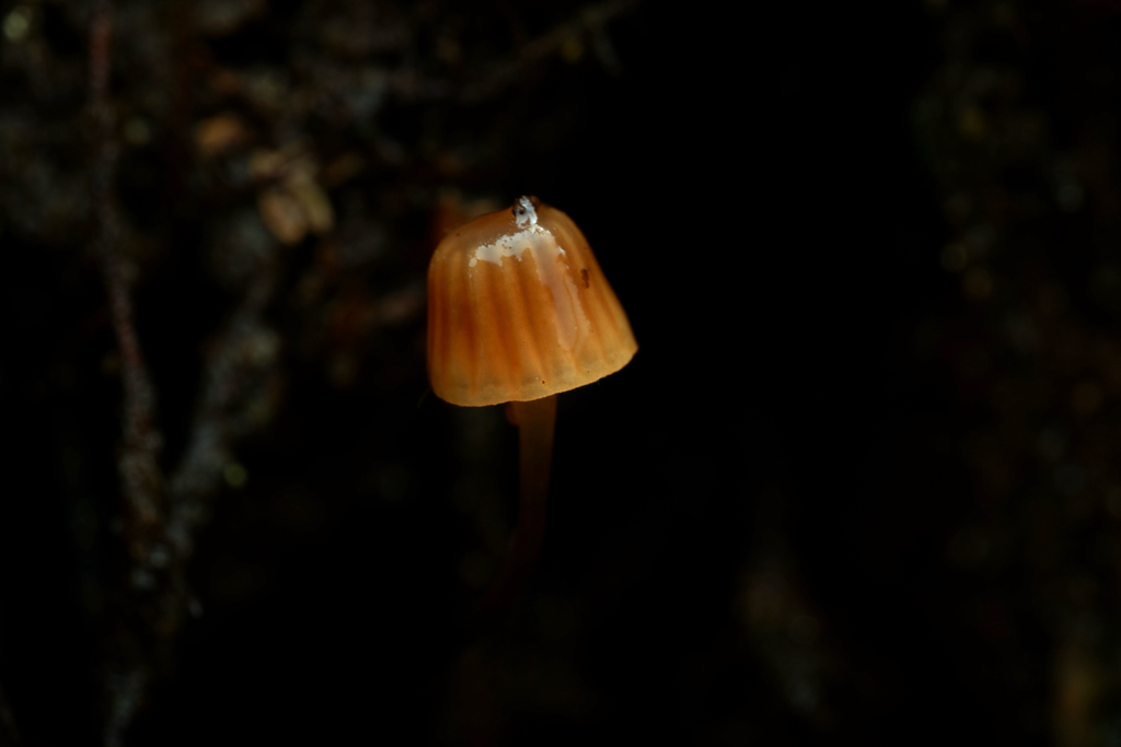 Mycena mamaku