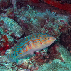 Timor Wrasse photo 2