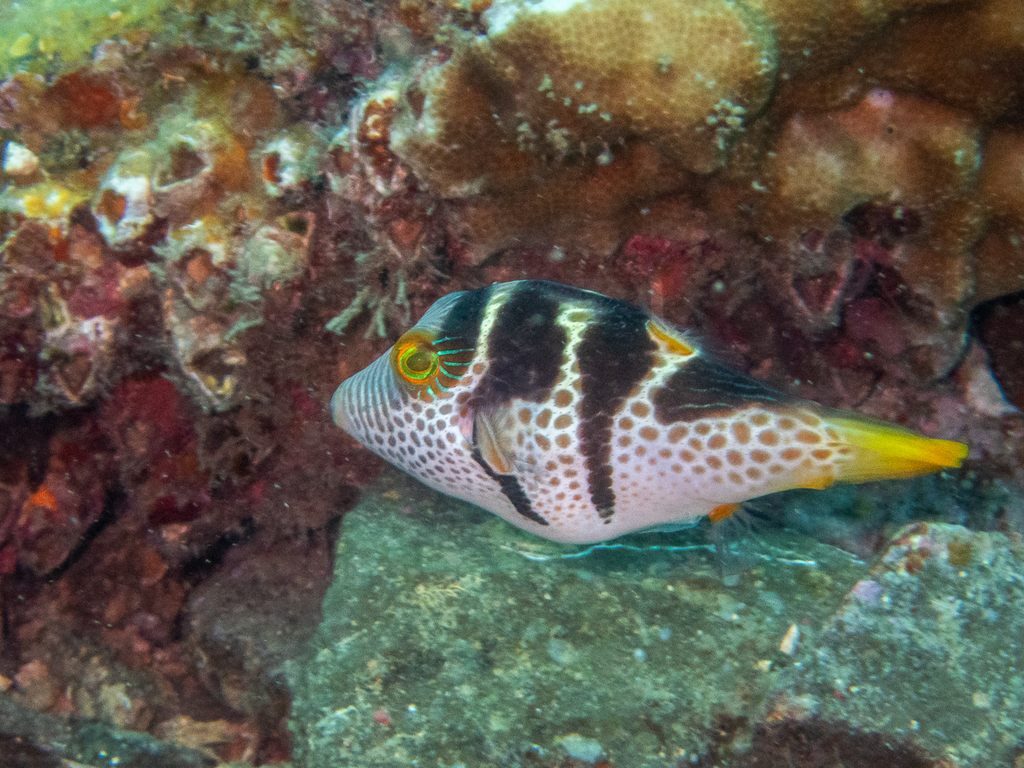 Valentinni's sharpnose puffer
