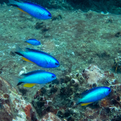 Andaman damsel (Pomacentrus alleni) — Pomacentridae — 3