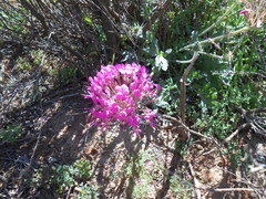 Pelargonium incrassatum