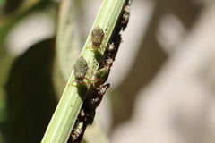 Aetalion reticulatum