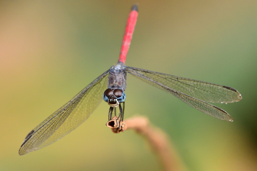 Asiatic Bloodtail