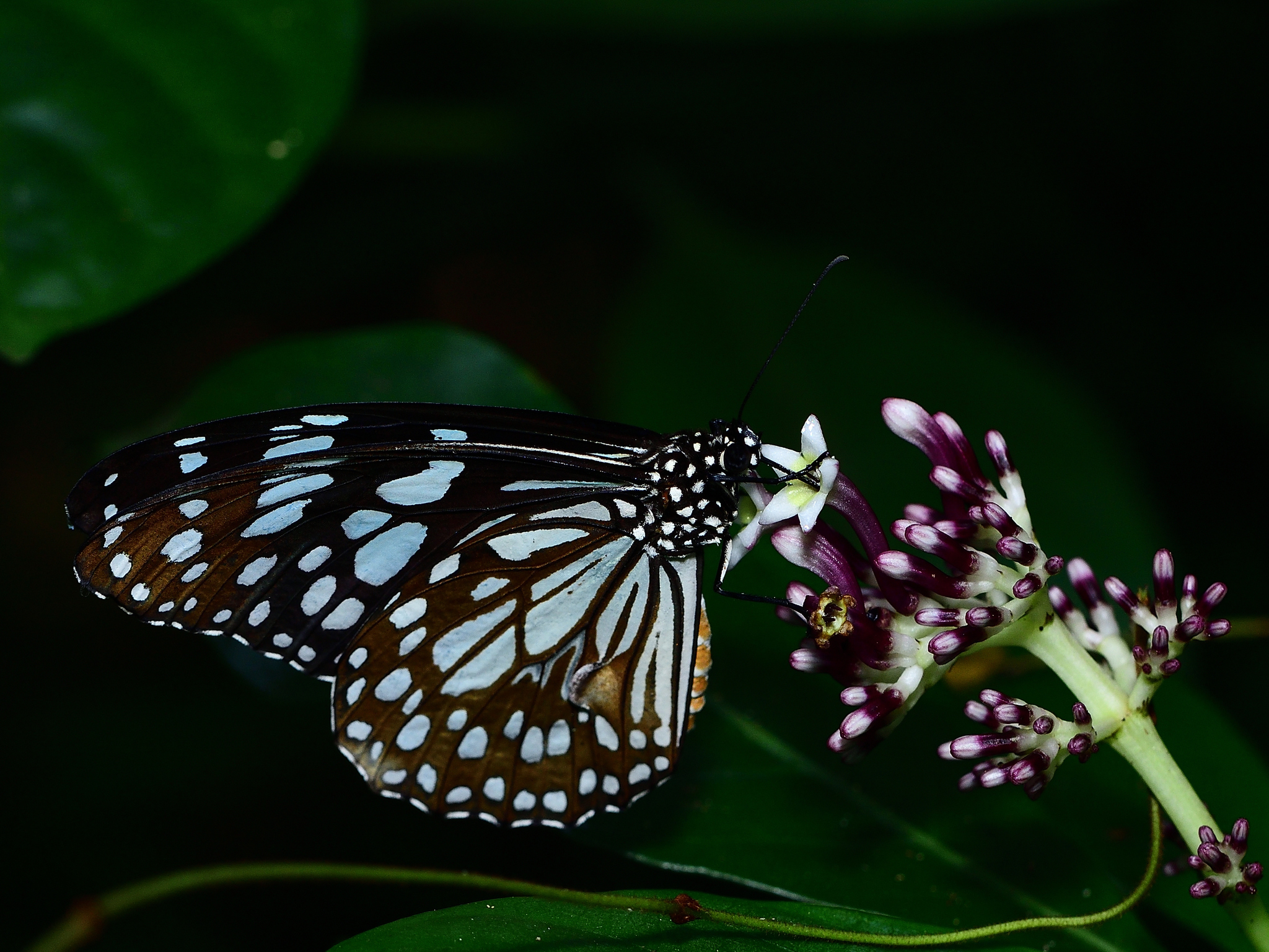 Blue Tiger