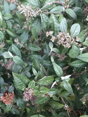 Buddleja auriculata