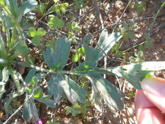Pelargonium incrassatum