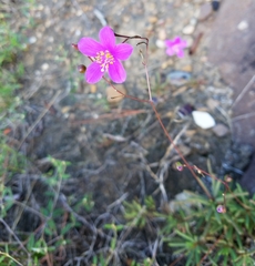 Phemeranthus mengesii