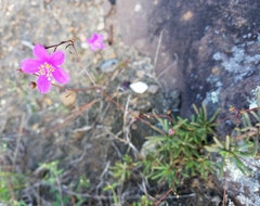 Phemeranthus mengesii